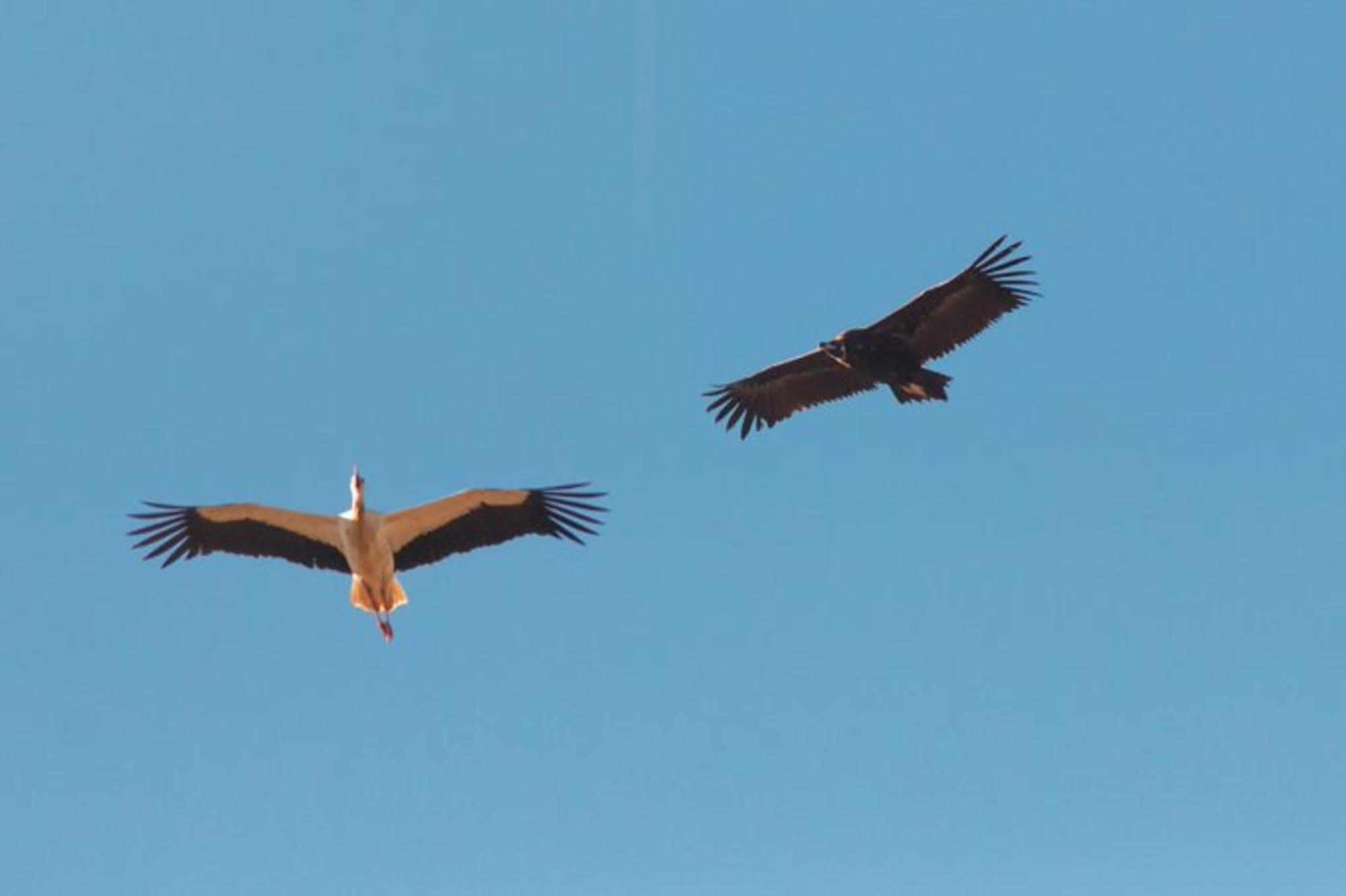 Cigueña. Cigueñas. Cigüeña. Cigüeñas. Fauna. Animales 2
